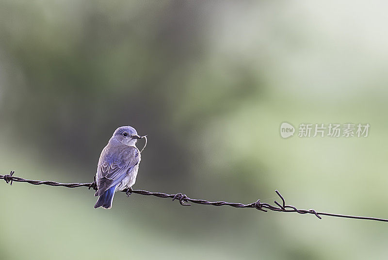 西部蓝知更鸟(Sialia mexicana)是在Pepperwood发现的一种小画眉。